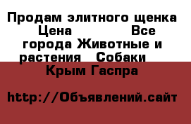 Продам элитного щенка › Цена ­ 30 000 - Все города Животные и растения » Собаки   . Крым,Гаспра